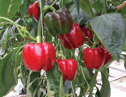 Anh Hari đẹp trai quá ta
